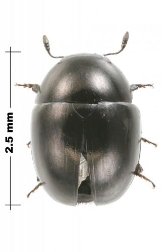 Réf. 207 108 : Phalacrus sp.
